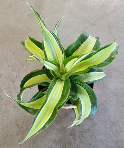 Malaika Dragon Dracaena (European Stock)